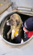 Çöpün içine düşen köpeği temizlik görevlisi kurtardı
