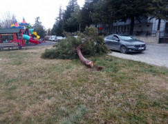 Beyşehir’de şiddetli fırtına ağaçları devirdi