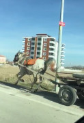 Konya’da başıboş at trafikte tehlike saçtı