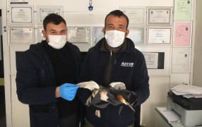 Yaralı bulunan bahri kuşu tedaviye alındı